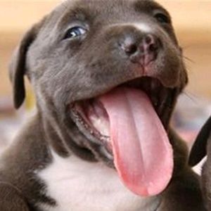 Meet your Posher, Pierce